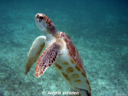 "Standing Tall"  is a juvenile green sea turtle with quit... by Angela Hadden 